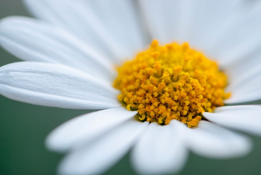 Margerite, fein und rein