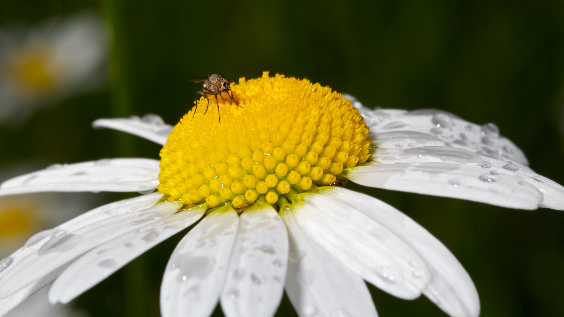 Margerite - Fliege - Regen