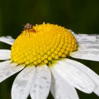 Margerite - Fliege - Regen