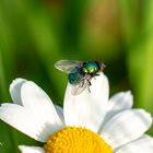 Margerite - Fliegen-Macro