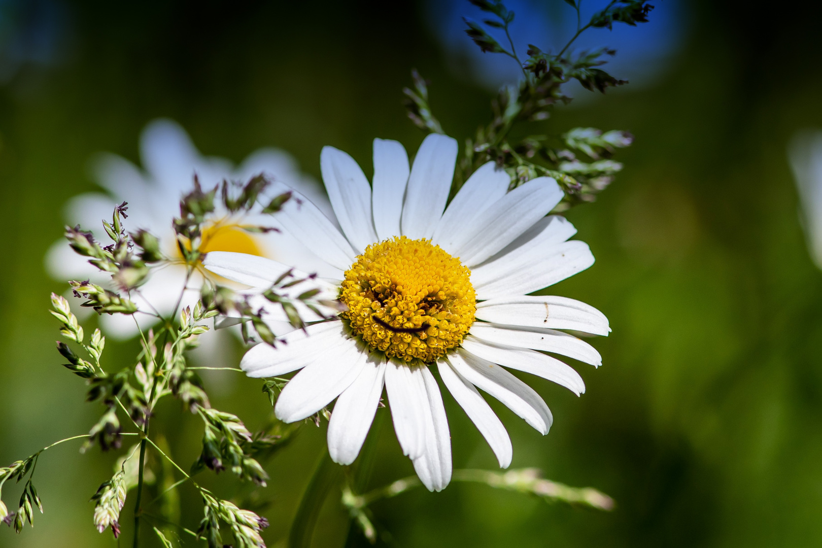 Margerite freut sich