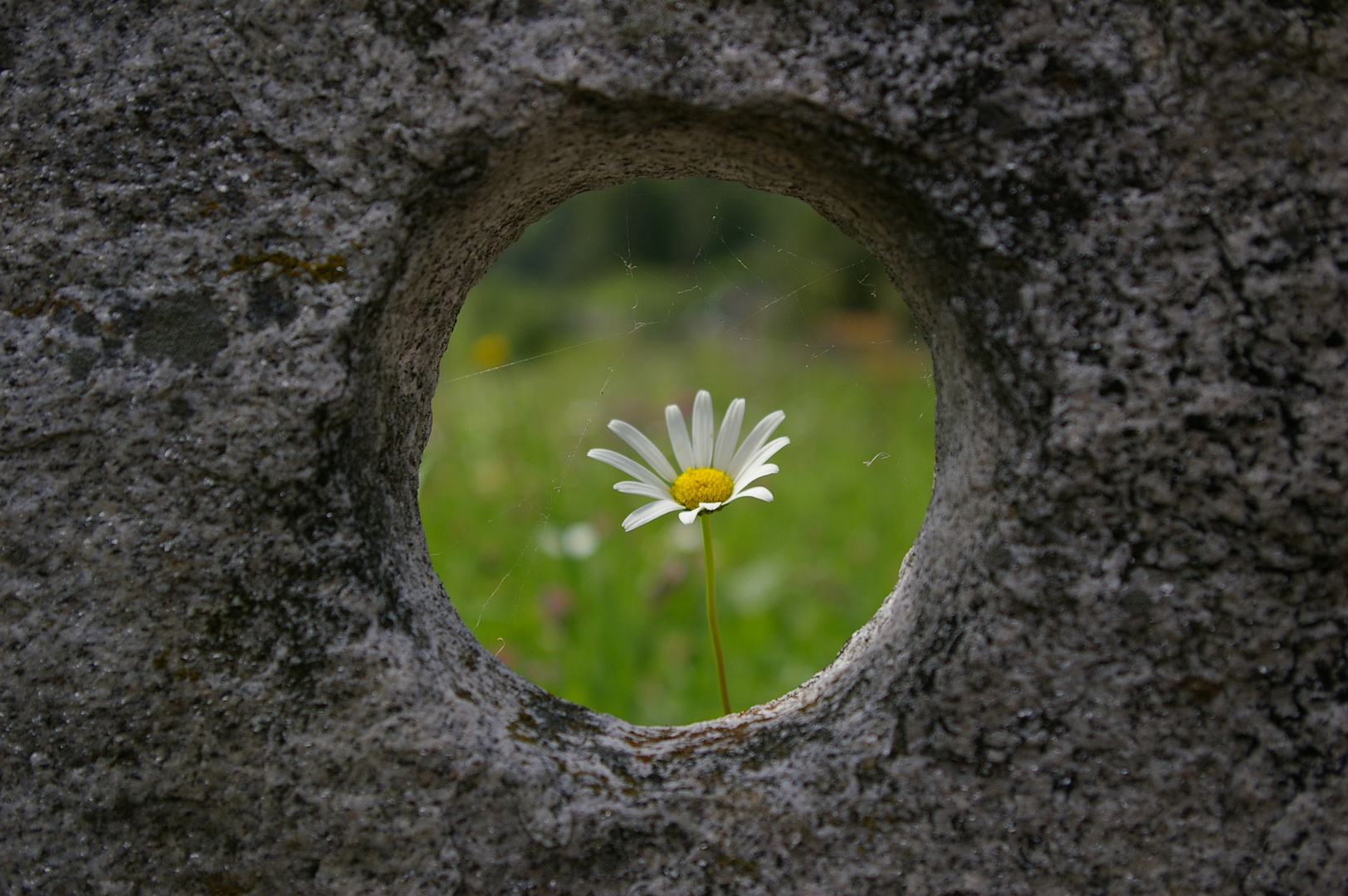 Margerite hinter Stein