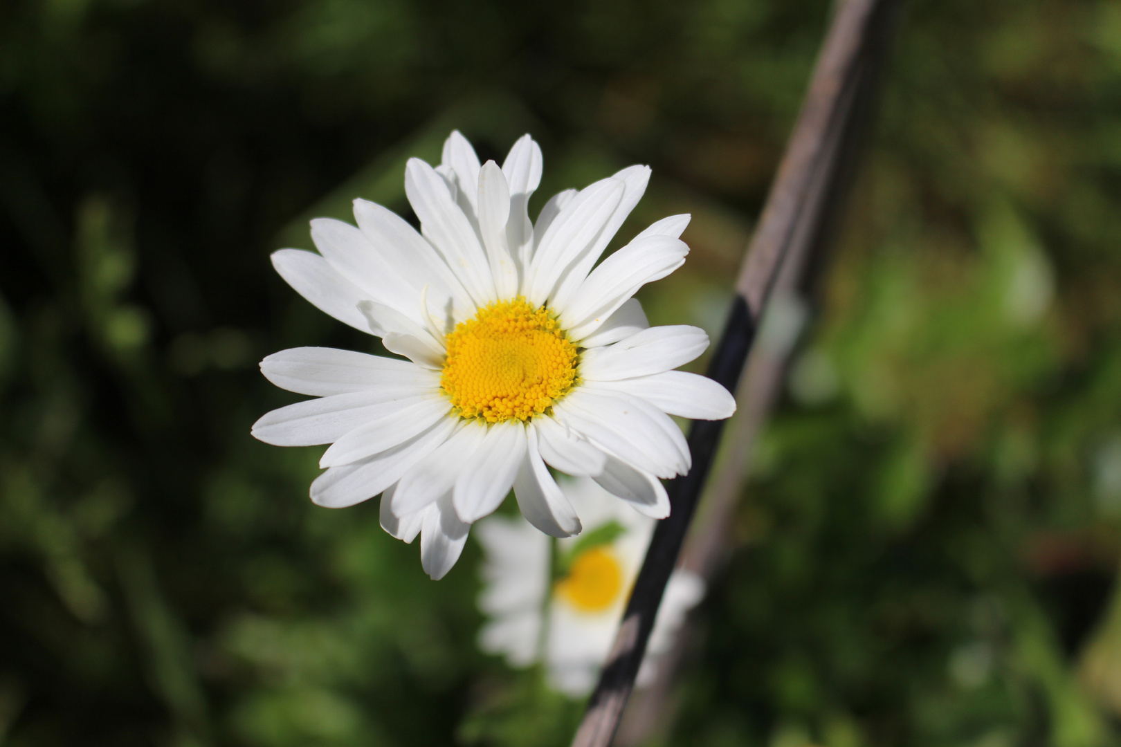 Margerite im Garten