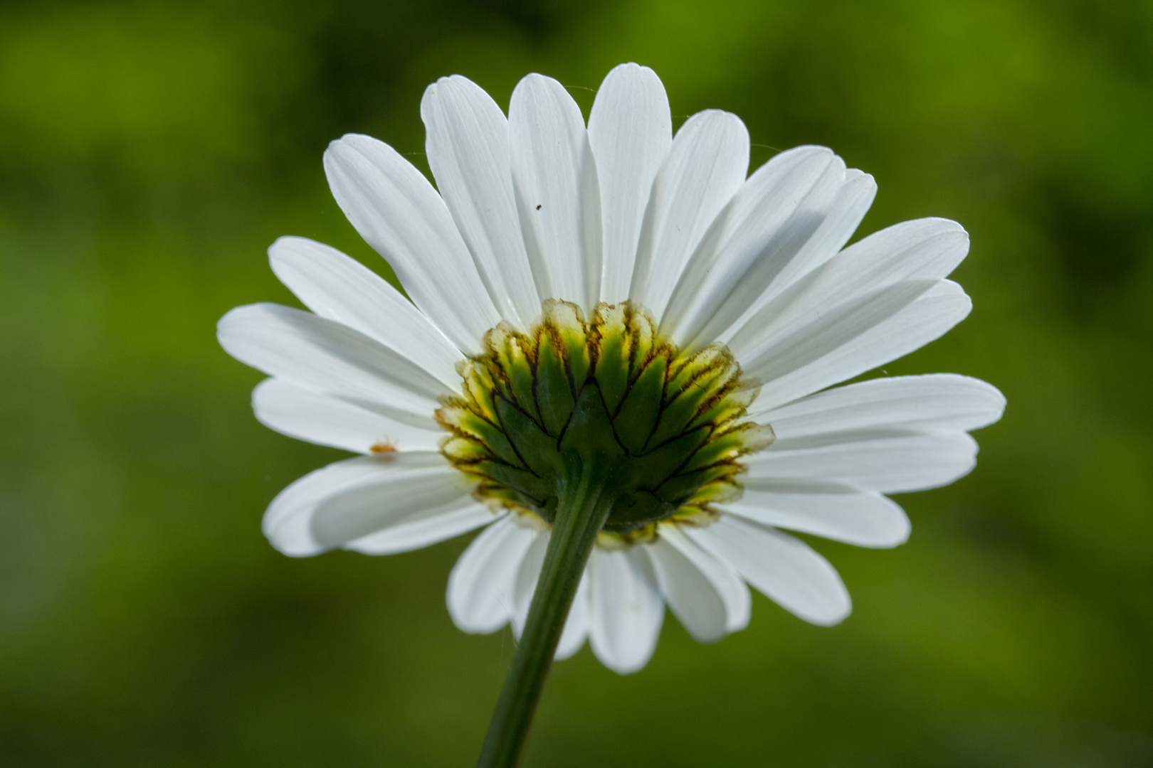 Margerite im Gegenlicht