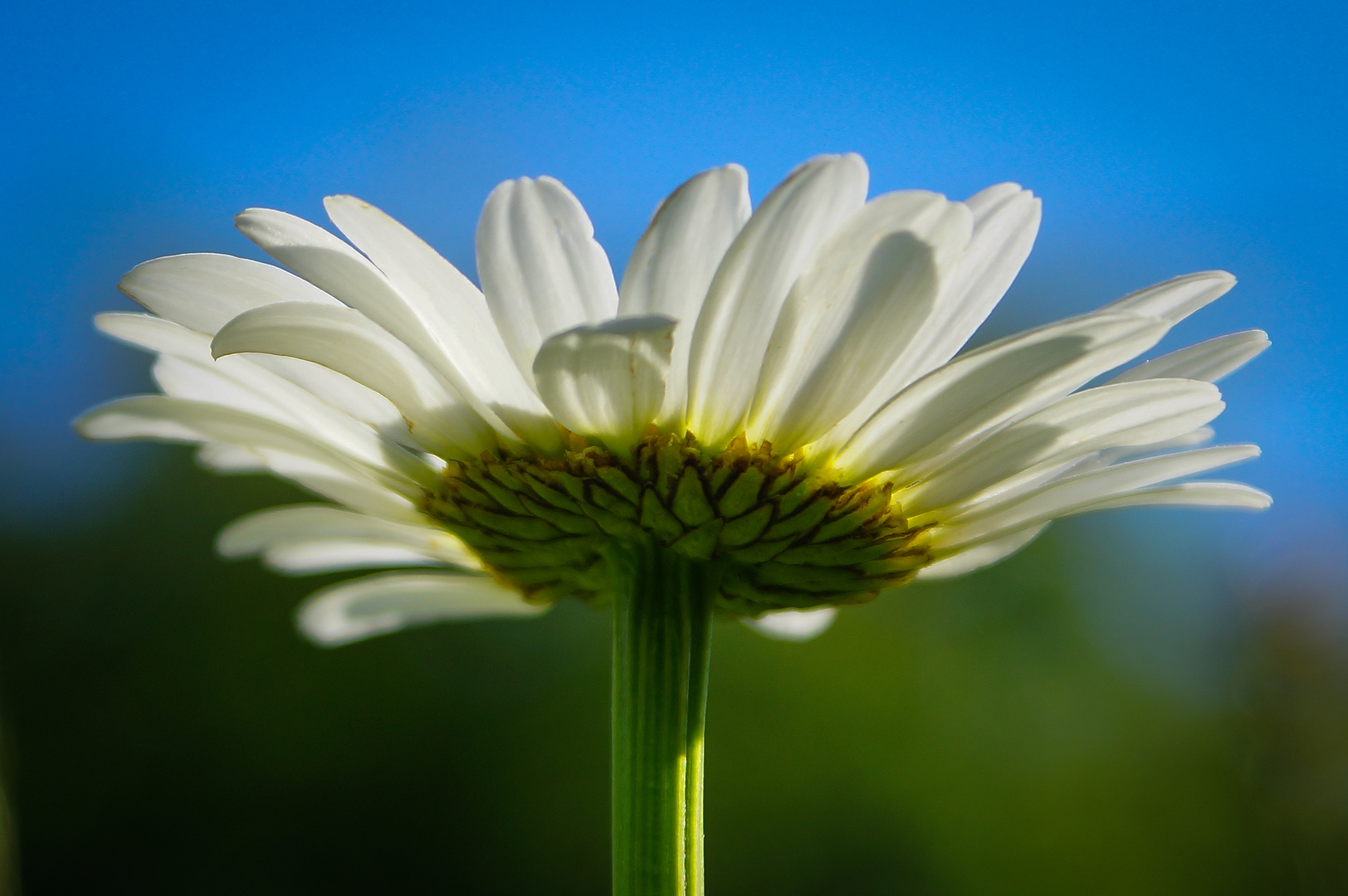 Margerite im Gegenlicht