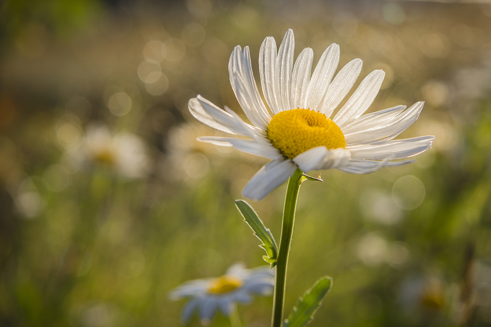 Margerite im Gegenlicht