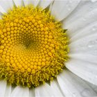 Margerite im Regen