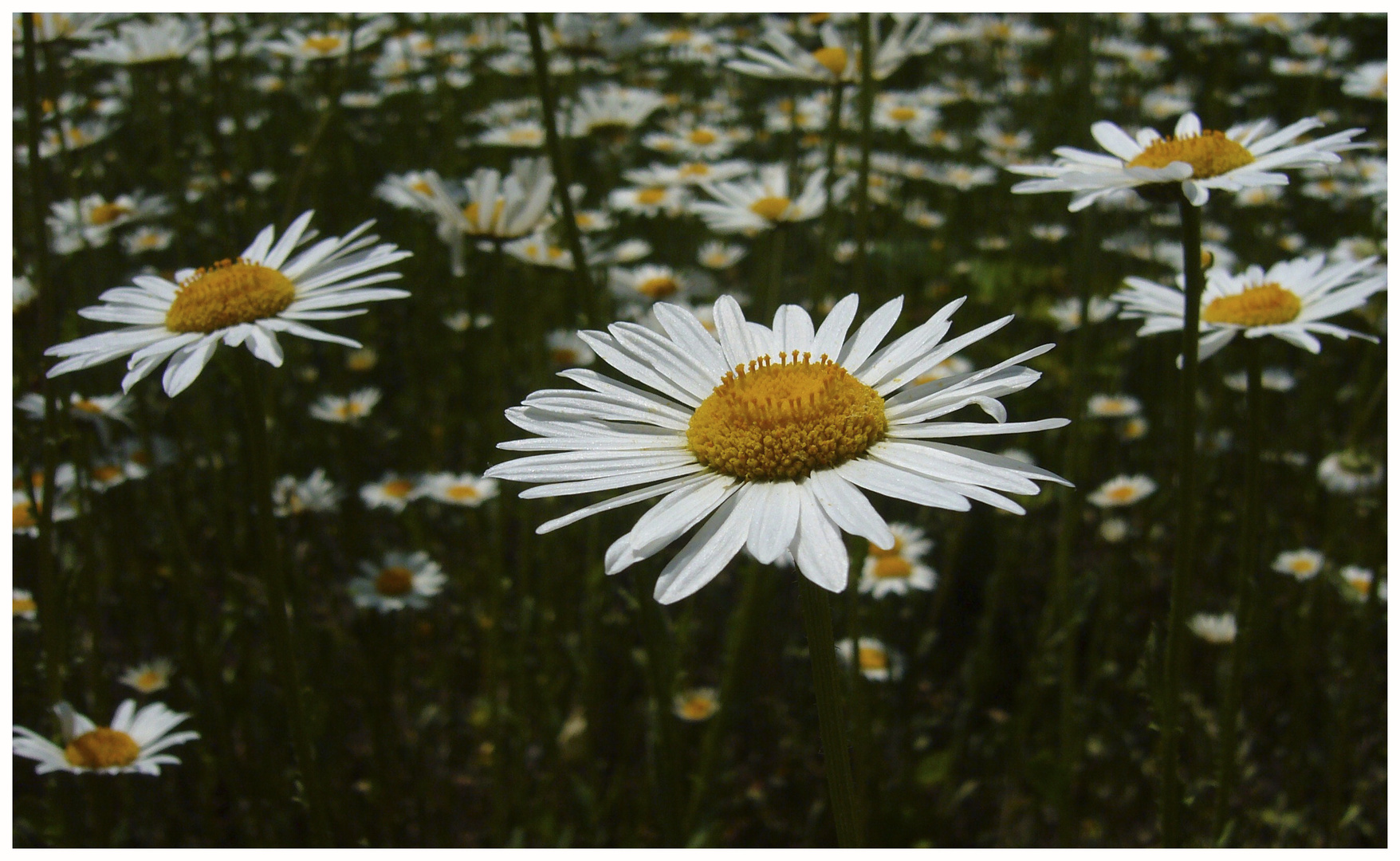 Margerite im Wind 1