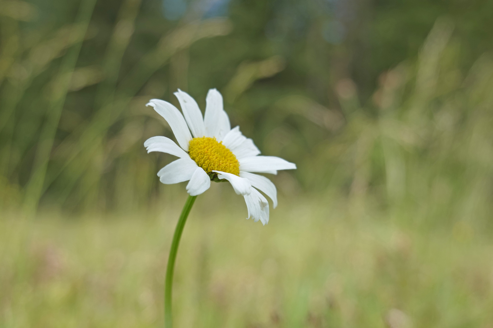 Margerite im Wind