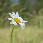 Margerite im Wind