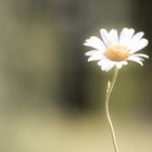 Margerite in der Natur