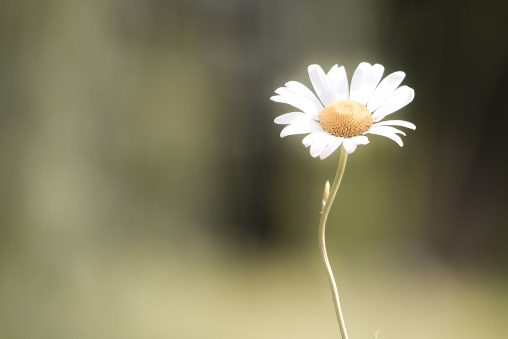 Margerite in der Natur