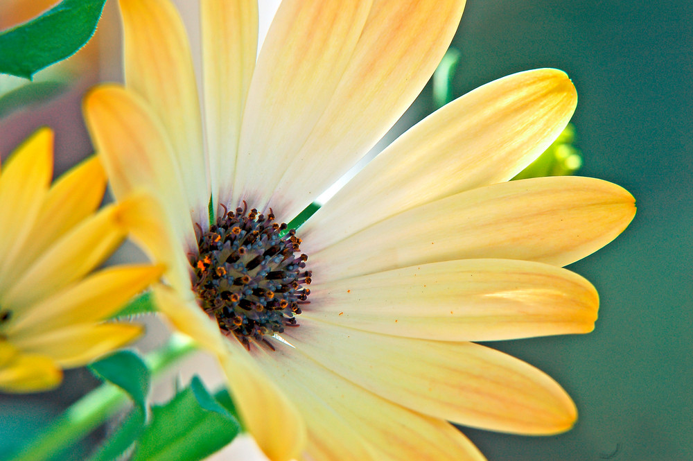 Margerite in der Sonne