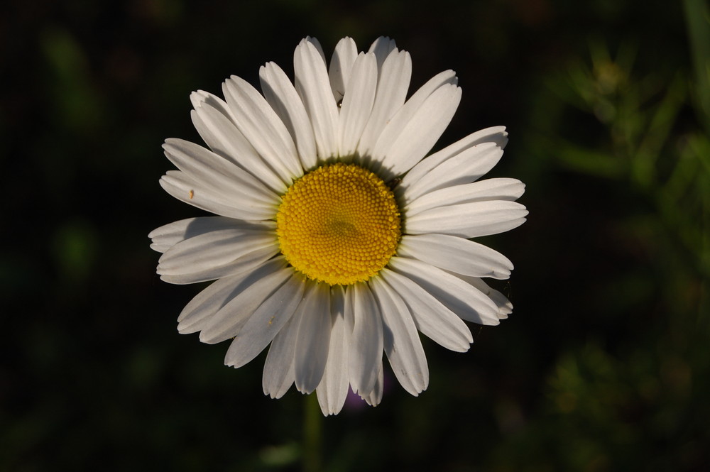 Margerite (Leucanthemum)