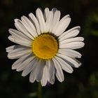 Margerite (Leucanthemum)