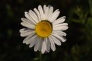 Margerite (Leucanthemum) von Christian Rainer