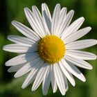 Margerite (Leucanthemum)