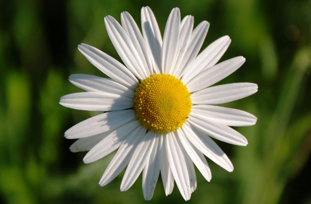 Margerite (Leucanthemum)