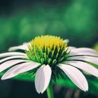 Margerite (Leucanthemum)