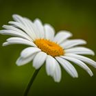 Margerite( Leucanthemum)