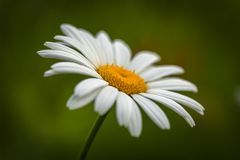 Margerite( Leucanthemum)