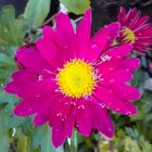            "Margerite"  Leucanthemum Maximum           "Mittwochsblümchen"