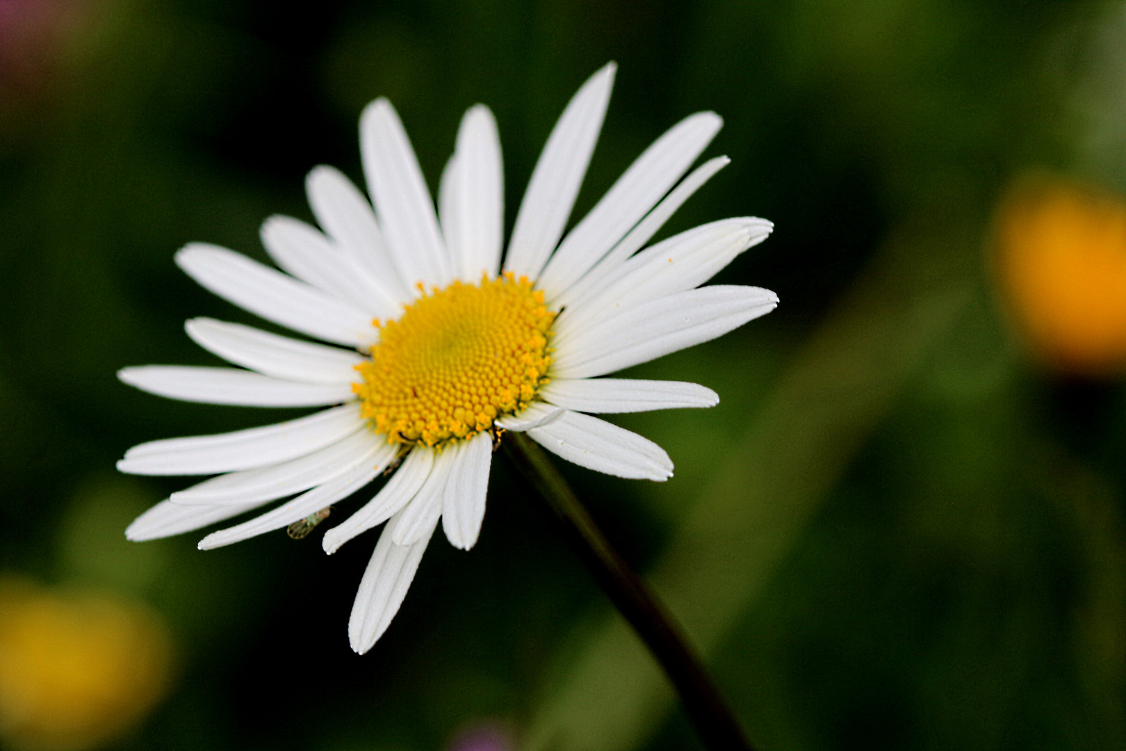 Margerite, Leucanthemum vulgare