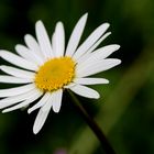 Margerite, Leucanthemum vulgare