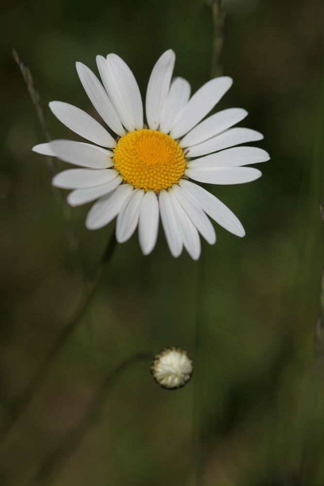 Margerite, Leucanthemum vulgare