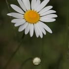 Margerite, Leucanthemum vulgare