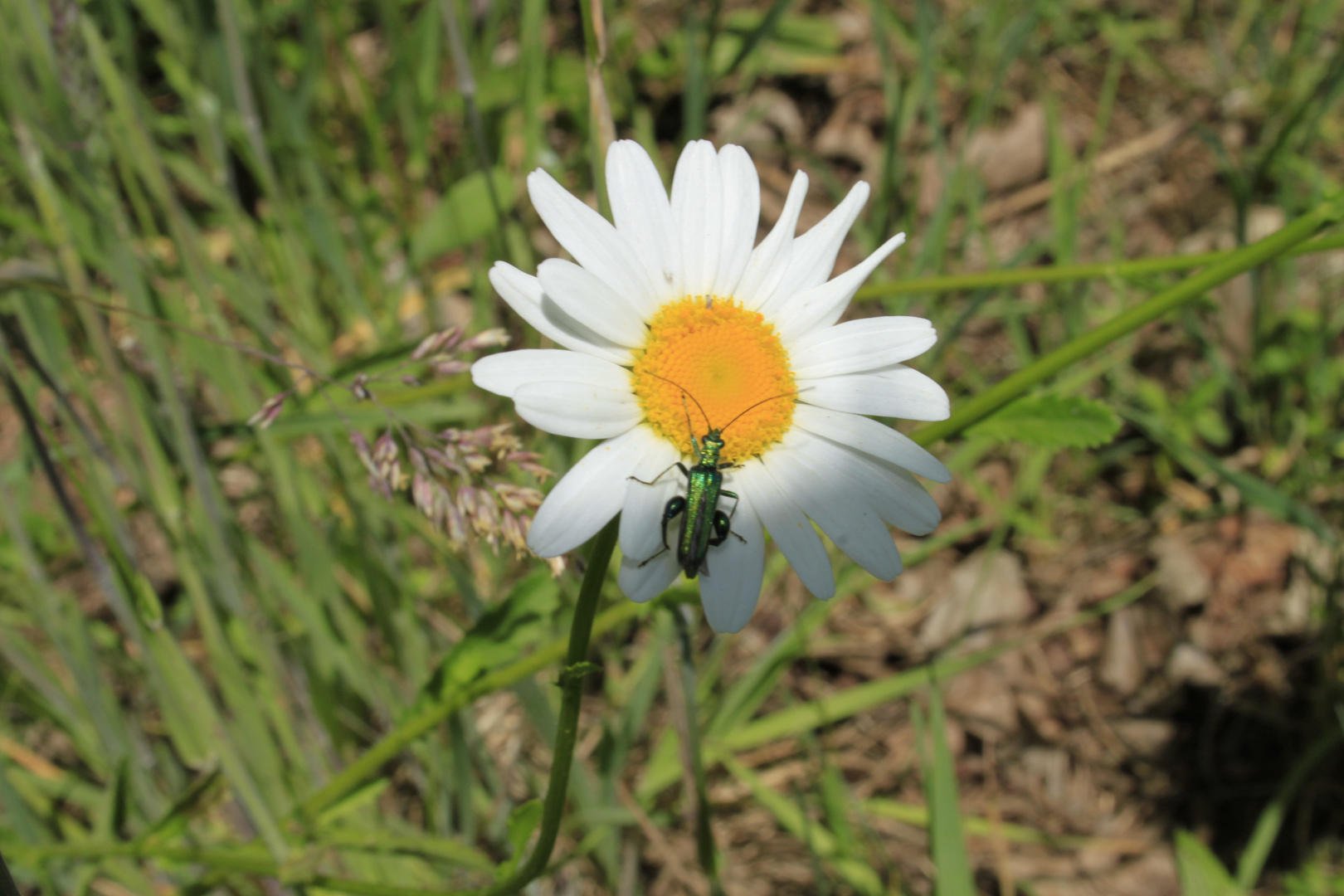 Margerite mit Besuch