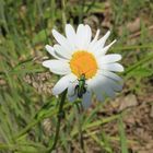 Margerite mit Besuch