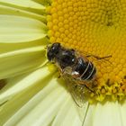 Margerite mit Besuch