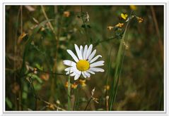 Margerite mit Besuch