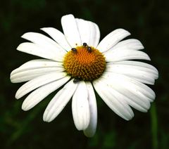 Margerite mit Besuch