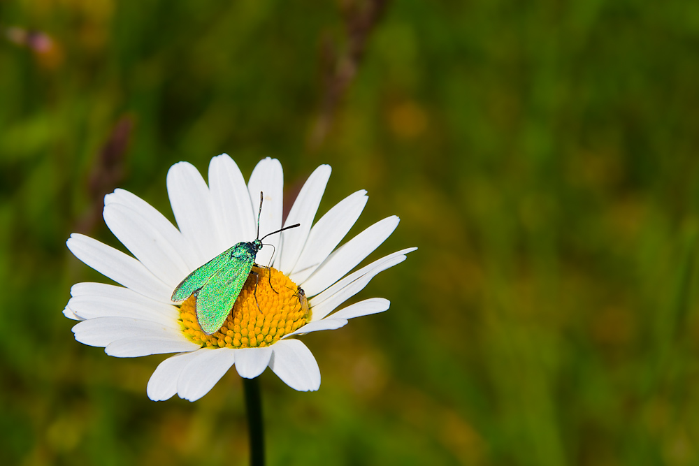 Margerite mit Besuch