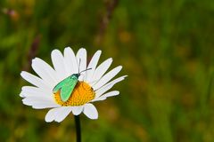 Margerite mit Besuch