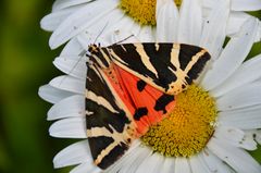 Margerite mit Besuch vom russischen Bären