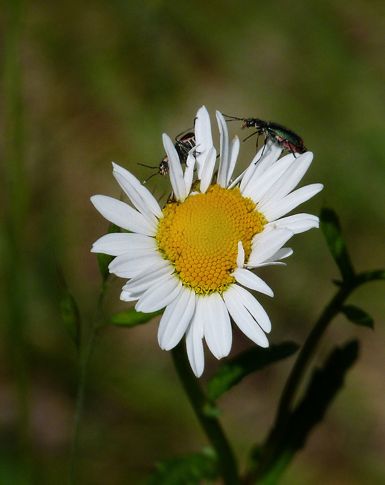 Margerite mit Besucher