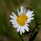 Margerite mit Besucher