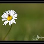 Margerite mit Besucher