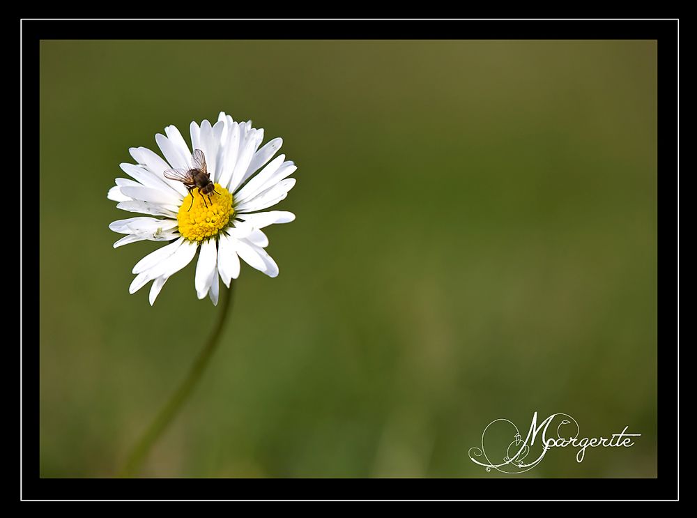 Margerite mit Besucher