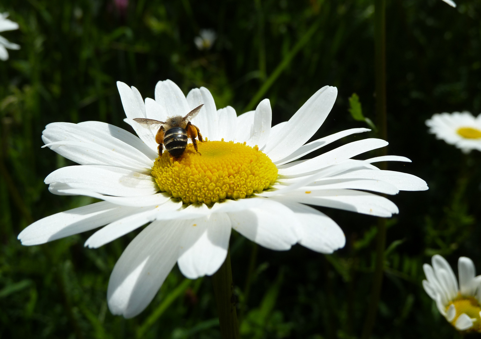 Margerite mit Besucher