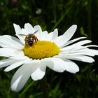 Margerite mit Besucher