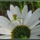 Margerite mit Besucher