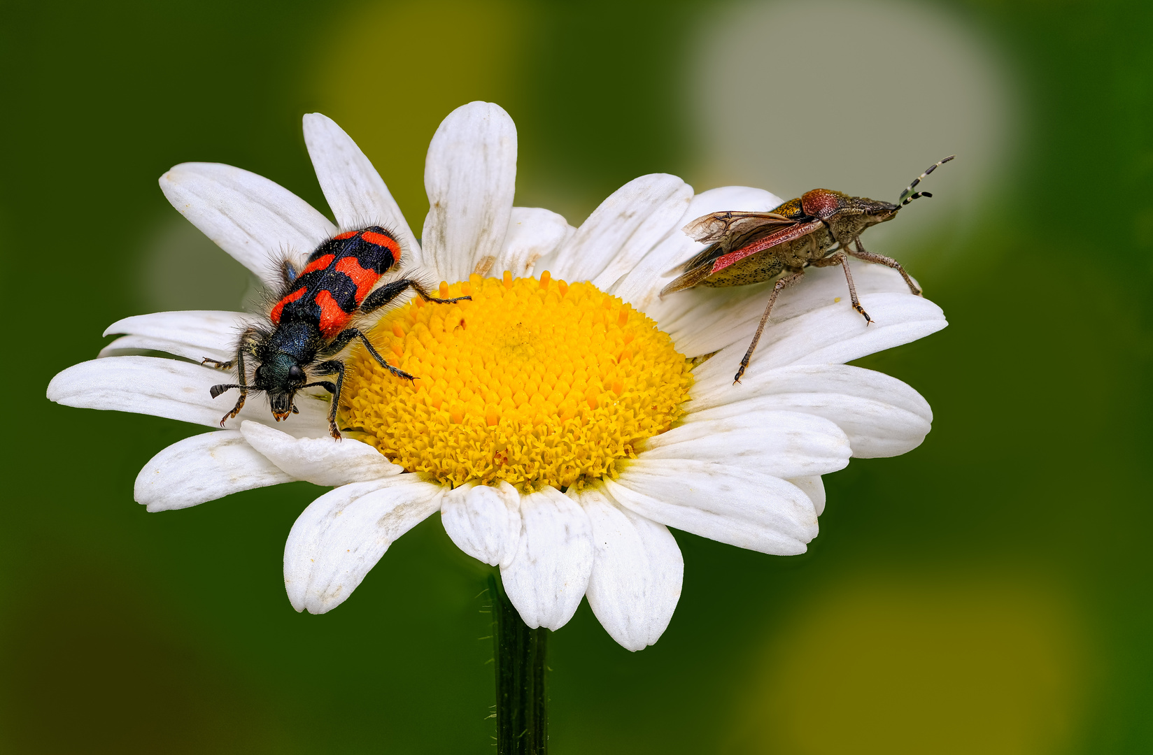 Margerite mit Besuchern