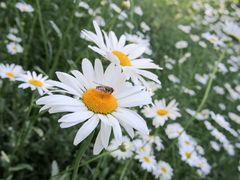 Margerite mit Biene