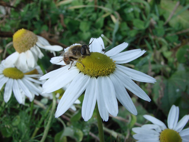 Margerite mit Biene