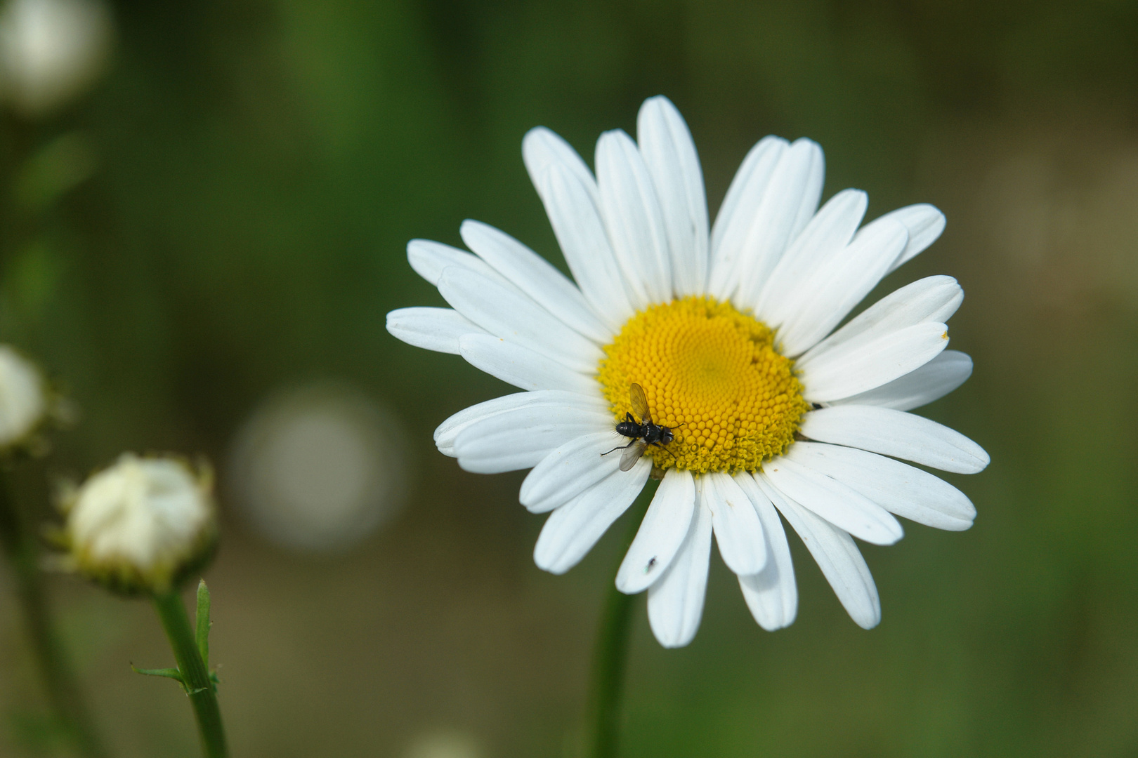 Margerite mit einer kleinen Schwebfliege