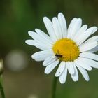 Margerite mit einer kleinen Schwebfliege